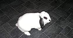 041031-KaninKanin 001.jpg